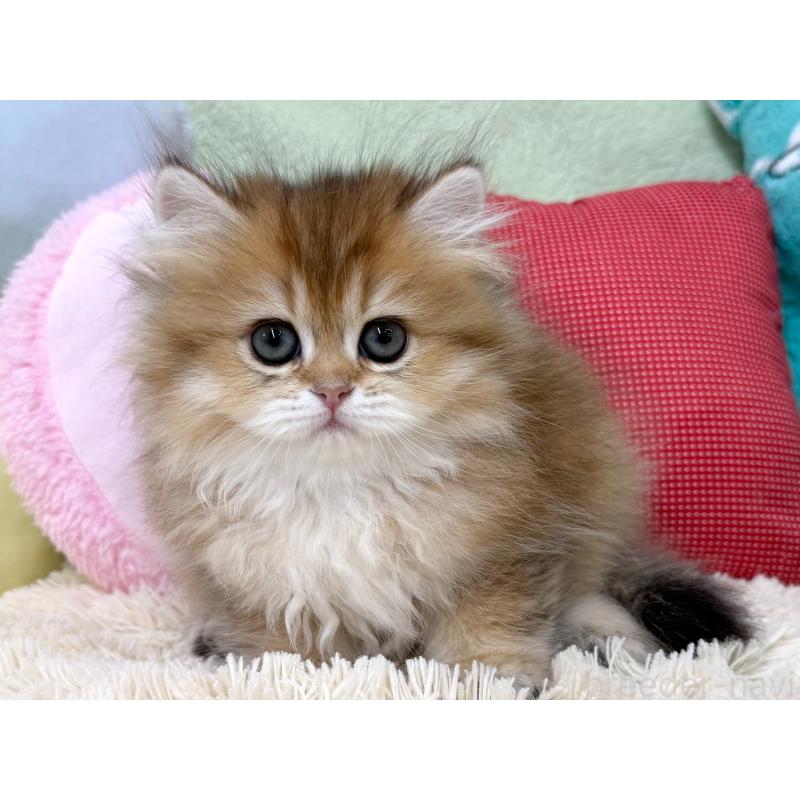 成約済の大阪府のブリティッシュショートヘア-124621の4枚目